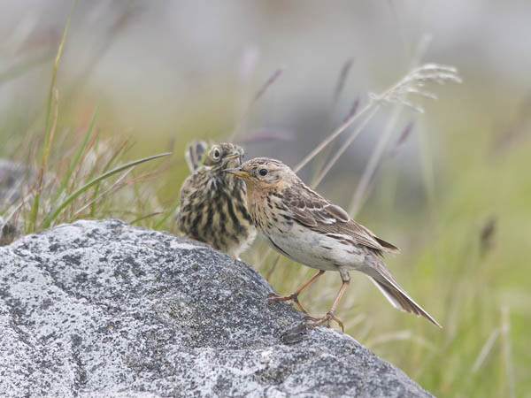 Lapinkirvinen, Red-throated Pipit, Anthus cervinus