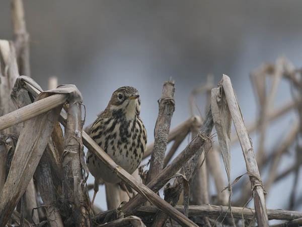 Lapinkirvinen, Red-throated Pipit, Anthus cervinus