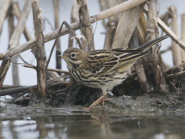 Lapinkirvinen, Red-throated Pipit, Anthus cervinus