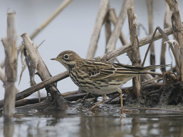 Lapinkirvinen, Red-throated Pipit, Anthus cervinus
