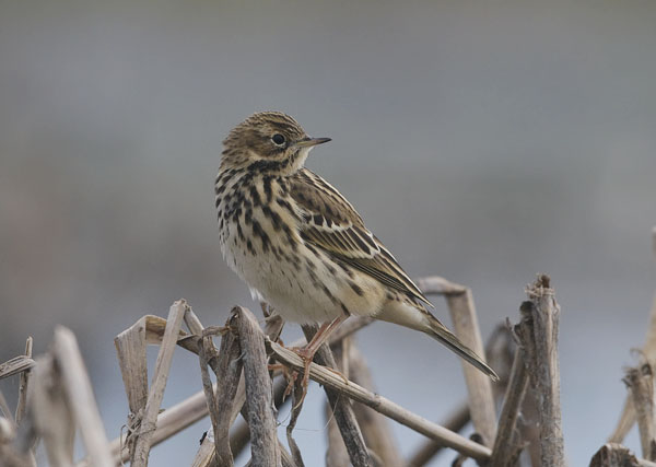 Lapinkirvinen, Red-throated Pipit, Anthus cervinus