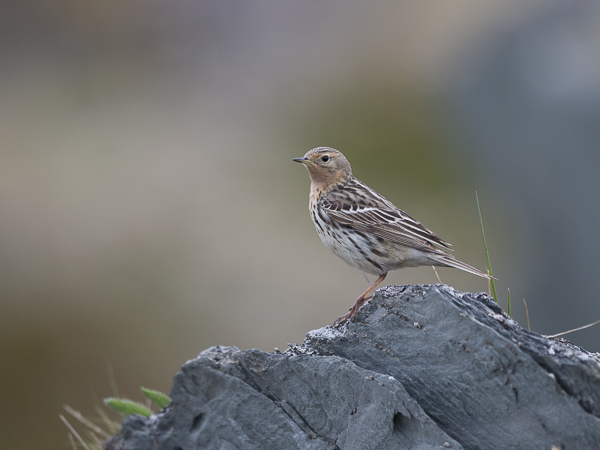 Lapinkirvinen, Red-throated Pipit, Anthus cervinus