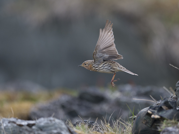 Lapinkirvinen, Red-throated Pipit, Anthus cervinus