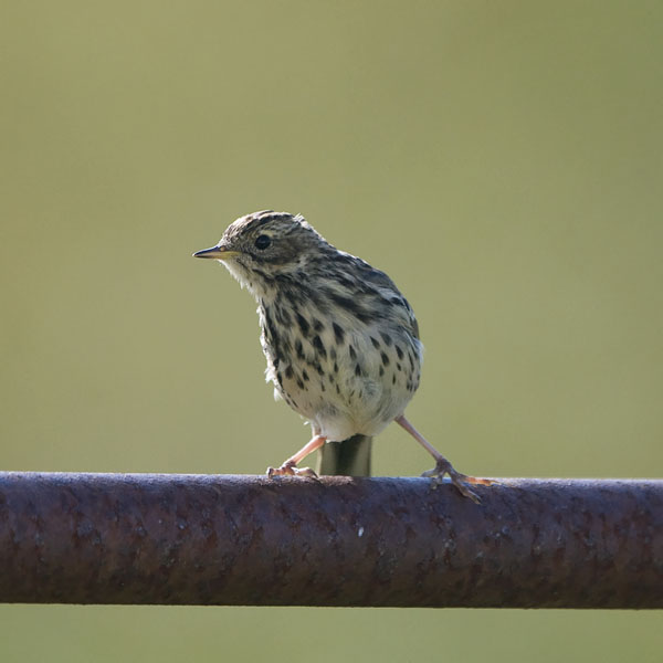 Lapinkirvinen, Red-throated Pipit, Anthus cervinus