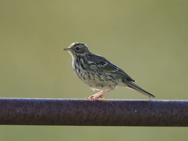 Lapinkirvinen, Red-throated Pipit, Anthus cervinus