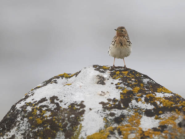 Lapinkirvinen, Red-throated Pipit, Anthus cervinus