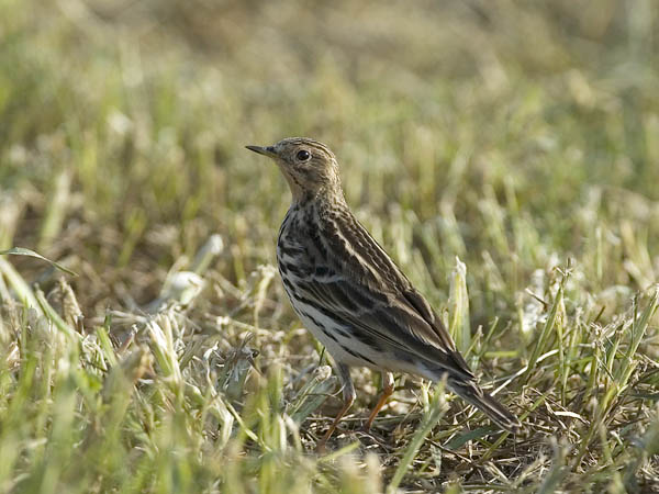 Lapinkirvinen, Red-throated Pipit, Anthus cervinus