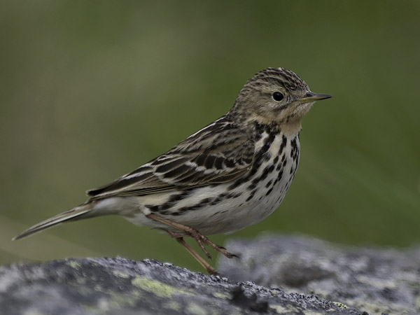 Lapinkirvinen, Red-throated Pipit, Anthus cervinus