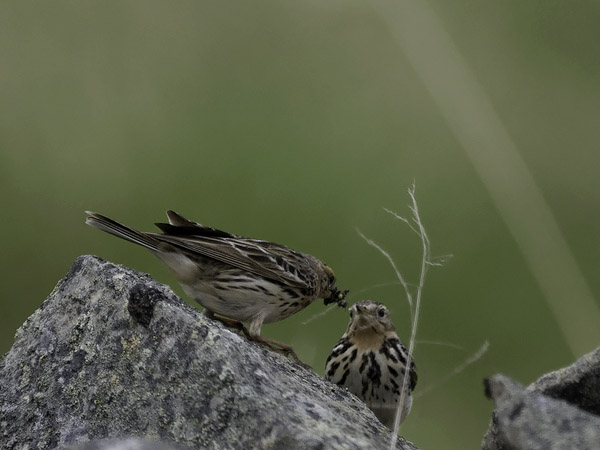 Lapinkirvinen, Red-throated Pipit, Anthus cervinus