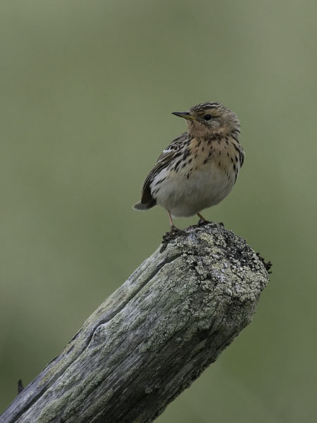Lapinkirvinen, Red-throated Pipit, Anthus cervinus