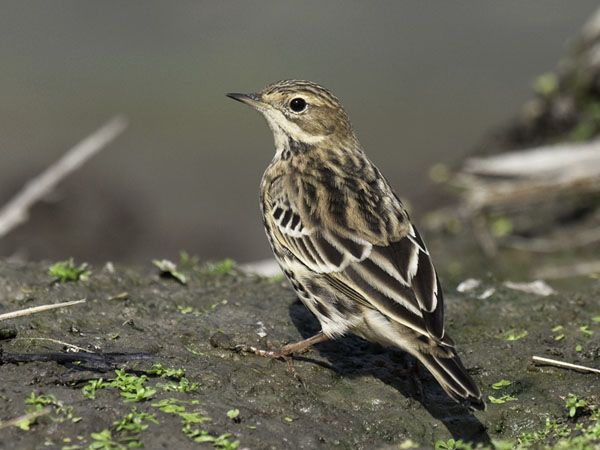 Lapinkirvinen, Red-throated Pipit, Anthus cervinus