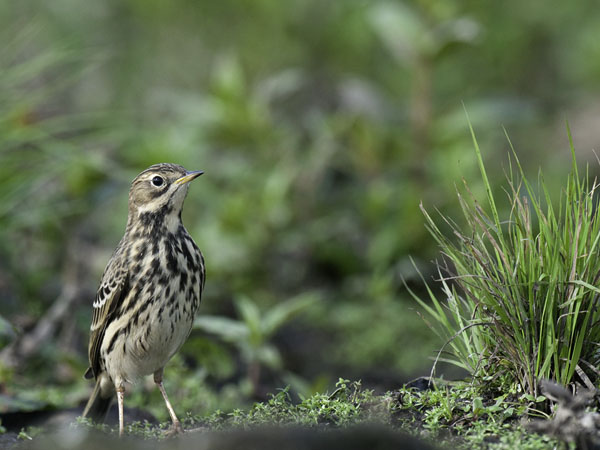 Lapinkirvinen, Red-throated Pipit, Anthus cervinus