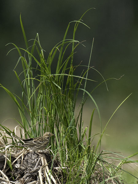 Lapinkirvinen, Red-throated Pipit, Anthus cervinus