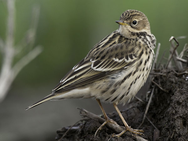 Lapinkirvinen, Red-throated Pipit, Anthus cervinus
