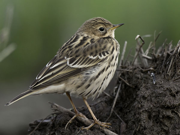 Lapinkirvinen, Red-throated Pipit, Anthus cervinus