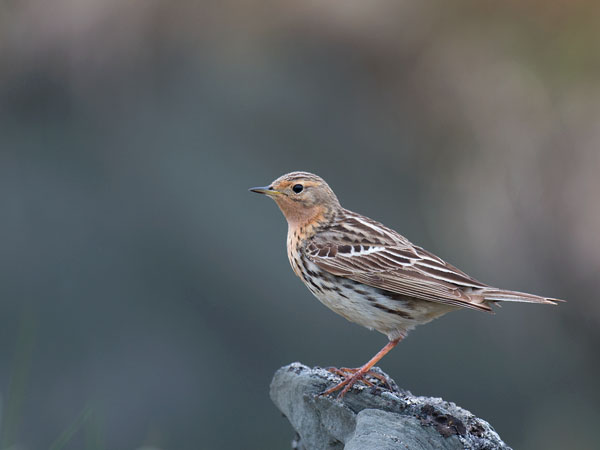 Lapinkirvinen, Red-throated Pipit, Anthus cervinus