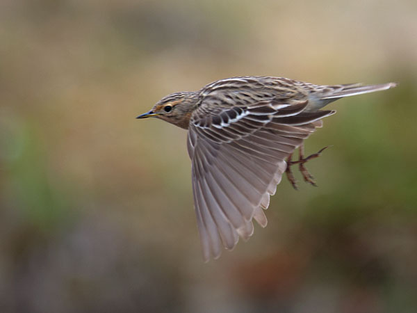 Lapinkirvinen, Red-throated Pipit, Anthus cervinus