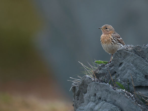 Lapinkirvinen, Red-throated Pipit, Anthus cervinus
