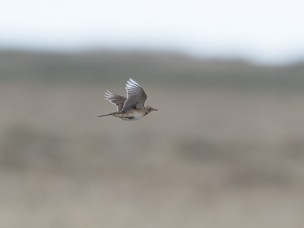 Mongoliankirvinen, Blyth's Pipit, Anthus godlewskii