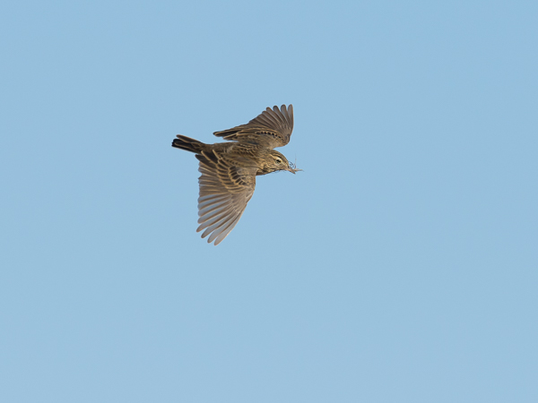 Mongoliankirvinen, Blyth's Pipit, Anthus godlewskii