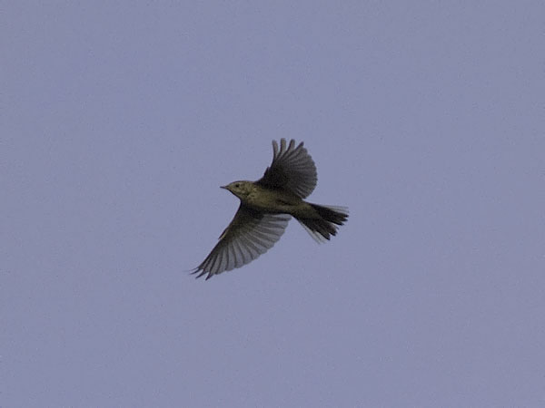 Mongoliankirvinen, Blyth's Pipit, Anthus godlewskii