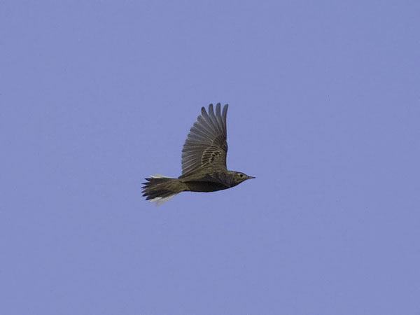 Mongoliankirvinen, Blyth's Pipit, Anthus godlewskii