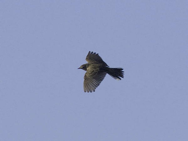 Mongoliankirvinen, Blyth's Pipit, Anthus godlewskii