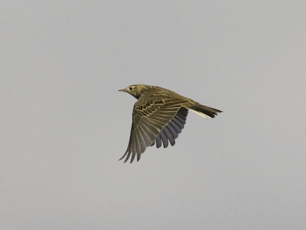 Mongoliankirvinen, Blyth's Pipit, Anthus godlewskii