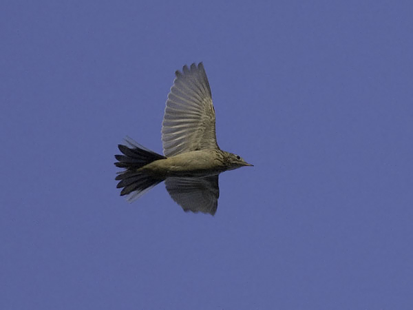 Mongoliankirvinen, Blyth's Pipit, Anthus godlewskii