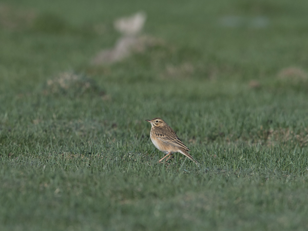 Mongoliankirvinen, Blyth's Pipit, Anthus godlewskii
