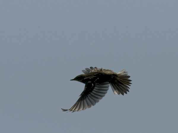 Tundrakirvinen, Pechora Pipit, Anthus gustavi