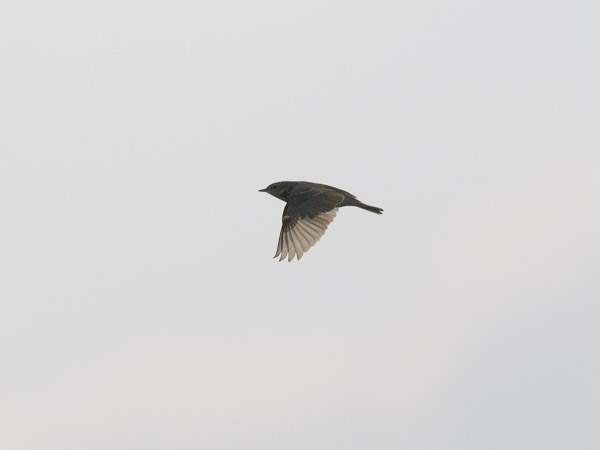 Tundrakirvinen, Pechora Pipit, Anthus gustavi