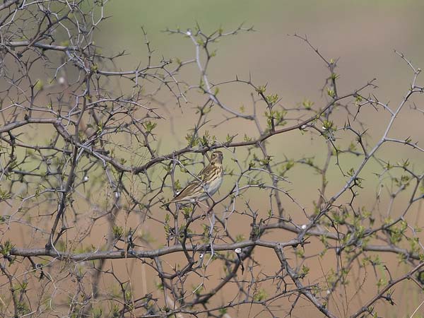 Tundrakirvinen, Pechora Pipit, Anthus gustavi