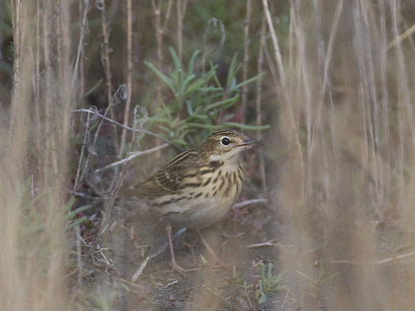 Tundrakirvinen, Pechora Pipit, Anthus gustavi