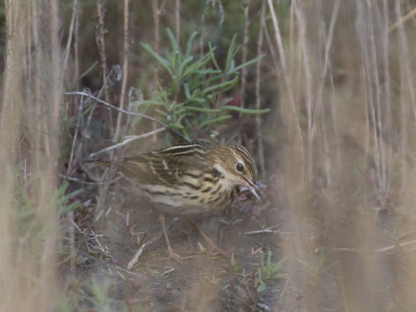 Tundrakirvinen, Pechora Pipit, Anthus gustavi