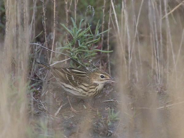 Tundrakirvinen, Pechora Pipit, Anthus gustavi