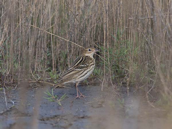 Tundrakirvinen, Pechora Pipit, Anthus gustavi