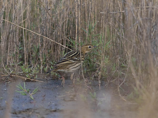 Tundrakirvinen, Pechora Pipit, Anthus gustavi