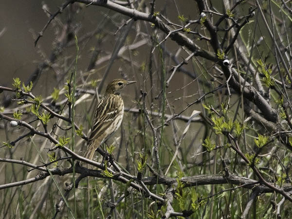 Tundrakirvinen, Pechora Pipit, Anthus gustavi