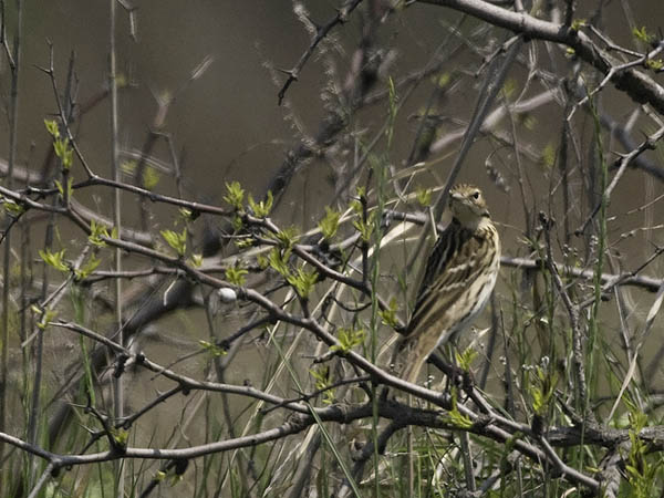 Tundrakirvinen, Pechora Pipit, Anthus gustavi