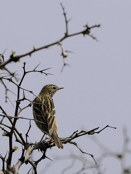 Tundrakirvinen, Pechora Pipit, Anthus gustavi