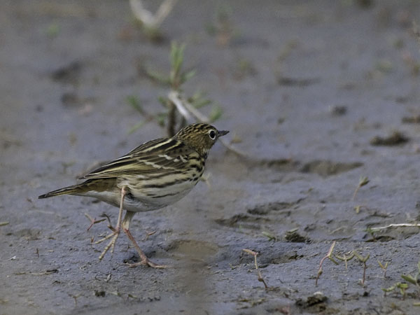 Tundrakirvinen, Pechora Pipit, Anthus gustavi