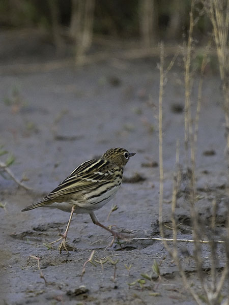 Tundrakirvinen, Pechora Pipit, Anthus gustavi