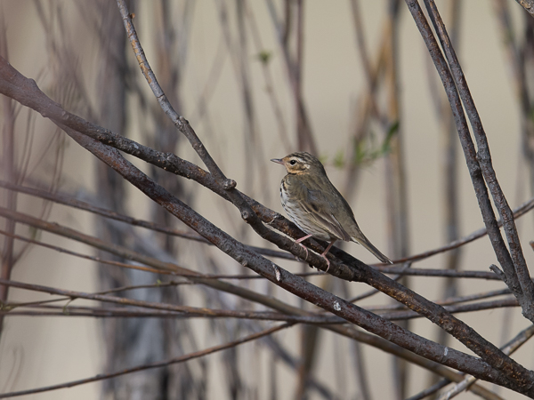 Taigakirvinen, Olive-backed Pipit, Anthus hodgsoni