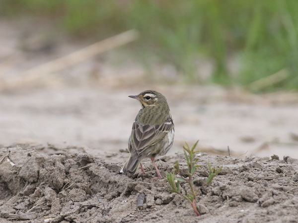Taigakirvinen, Olive-backed Pipit, Anthus hodgsoni