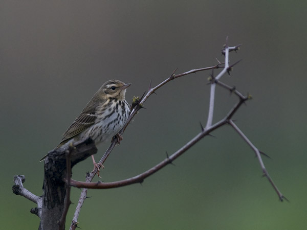 Taigakirvinen, Olive-backed Pipit, Anthus hodgsoni
