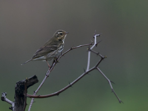 Taigakirvinen, Olive-backed Pipit, Anthus hodgsoni