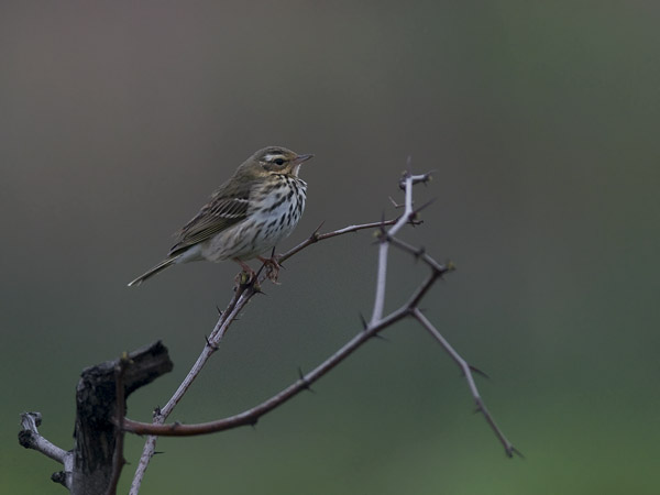 Taigakirvinen, Olive-backed Pipit, Anthus hodgsoni