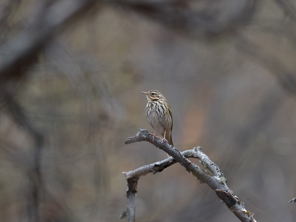 Taigakirvinen, Olive-backed Pipit, Anthus hodgsoni