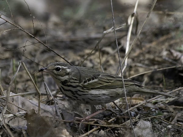 Taigakirvinen, Olive-backed Pipit, Anthus hodgsoni